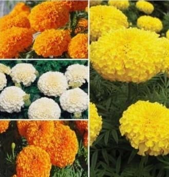 BIOCARVE SEEDS Marigold African F2 kit - 4 Packets(Marigold Orange 50 Seeds | White 50 Seed | Yellow 50 Hawai Orange 100seeds) BIOCARVE SEEDS Marigold African F2 kit - 4 Packets(Marigold Orange 50 Seeds | White 50 Seed | Yellow 50 Hawai Orange 100seeds)