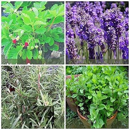 Biocarve Herbs Kit -4 Pkt (Alpine Strawberry 50 Seeds, Lavender 50 Seeds, Rosemary 50 Seedsand Mint 50 Seeds)