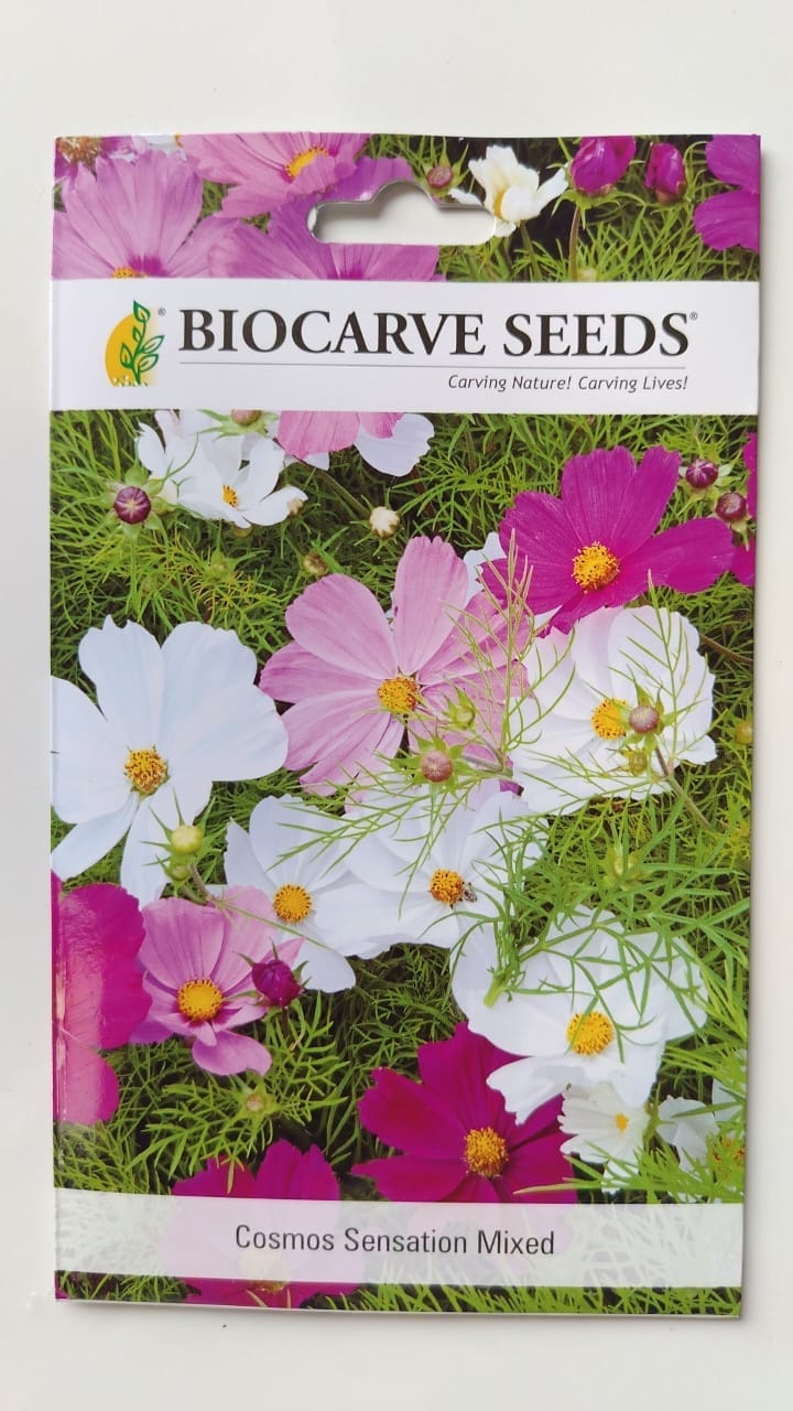 Biocarve Cosmos bipinnatus Dwarf Sensations Mixed- Pack of 100 Seeds