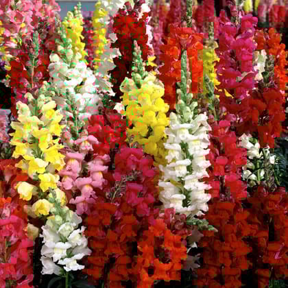 Biocarve Seeds Dog Flower (Antirrhinum) Semi Tall | Pack of 200 Seeds Biocarve Seeds Dog Flower (Antirrhinum) Semi Tall | Pack of 200 Seeds
