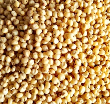 Sorghum