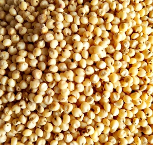 Sorghum