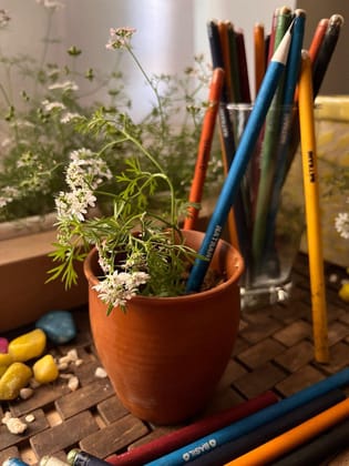 10 Plantable Pencils with Hybrid Seeds 10 Plantable Pencils with Hybrid Seeds
