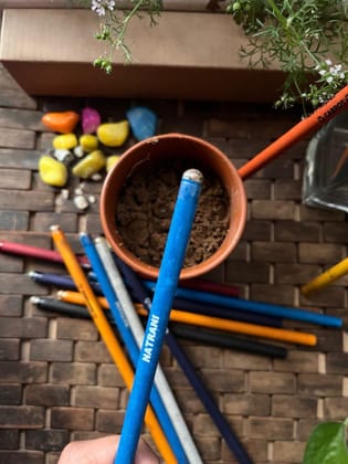 10 Plantable Pencils with Hybrid Seeds -Combo of 5 box 10 Plantable Pencils with Hybrid Seeds -Combo of 5 box
