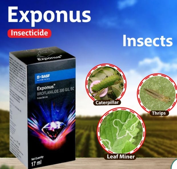 EXPONUS 17ML