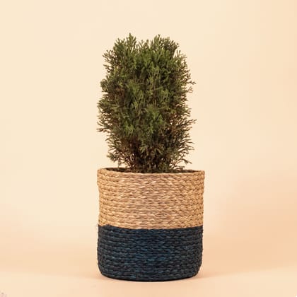 Dual Color Sabai Grass Planter- Natural & Royal Blue