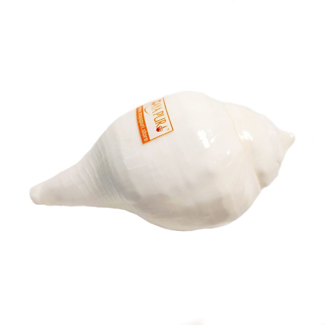 MAYAPURI Jal Shankha 8 to 10 Cm, Puja Sankha | White Conch Shells (Non-Blowing Sankh)