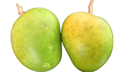 "Fresh, Organic Ataulfo Mangos - Sweet & Juicy Tropical Fruit - 1 Kg"