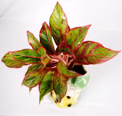 Croton Codiaeum Variegatum Plant in Hand-Painted Ceramic Smiley Face Planter Pot - Live Indoor Houseplant