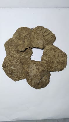 "100% Natural Fertilizer Cow Dung Cake for Plants"