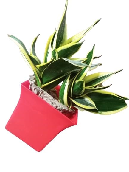 Sonchiraiya Plant pots -66