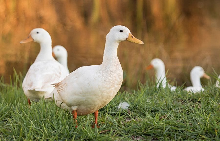 Fresh White Duck - 3 kg - One whole duck