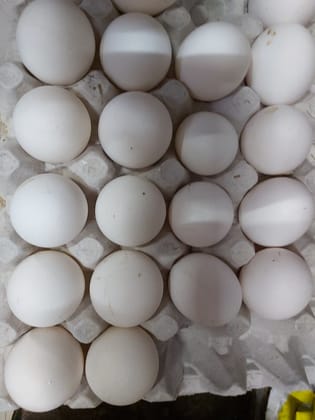 Egg white 