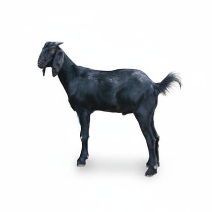 Black Goat - 20 kg - One live goat