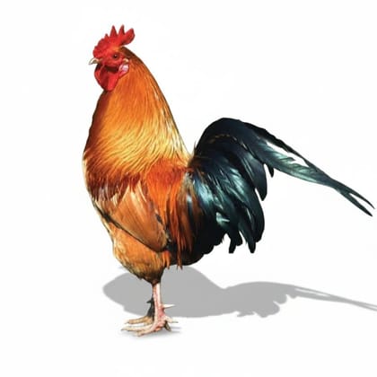 Fresh Chicken - 1 kg - One kilogram of fresh chicken