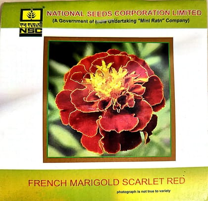 NSC French Marigold Scarlet Red Flower Seed NSC French Marigold Scarlet Red Flower Seed
