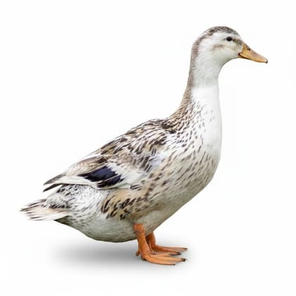 Fresh Duck Meat - 1 kg - One pack of raw duck meat