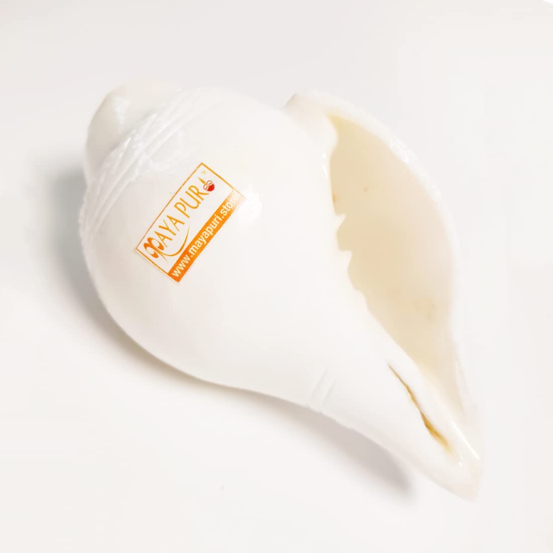 MAYAPURI Natural White Blowing Conch Shell/Shankh Sound Making Shankha for Pooja, Size: 6 inch