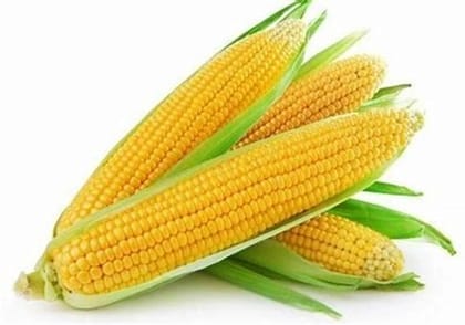 Sweet Corn / Makka - 2 Pc