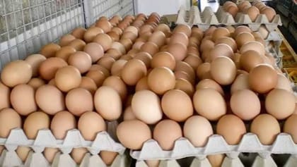 Fresh Farm Eggs - 20 kg - Bulk crate of eggs
