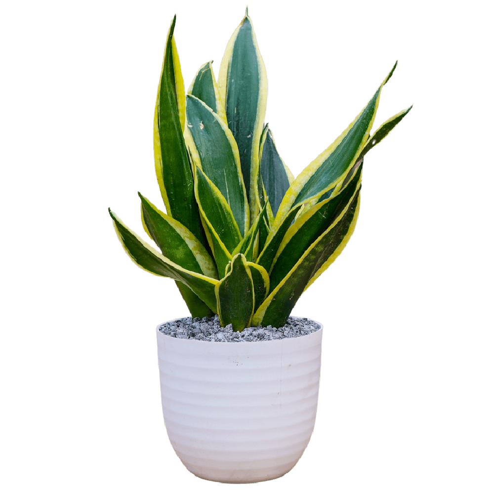 Birthright || Sanseveria Snake || Plant