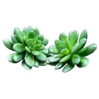 De Gardenia 4 Pc Succulent Heads Small Mini Plants Exquisite Faux Plant Add Charm to Your Home Perfect for Gifting Office Decor Farmhouse and Office Desk Withouth Pot (2 Green 3)