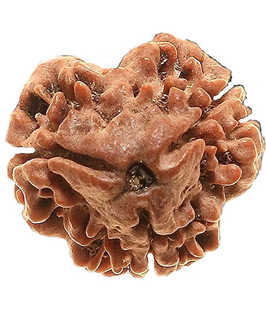 rudradivine Rudraksha Pack of 1