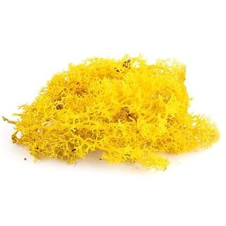 De Gardenia Preserved Reindeer Moss Natural Multicolored Moss for Crafts DIY Arts Home and Office Wall Decor  Bulk 100g to 1000g Packs (Yellow 200g)