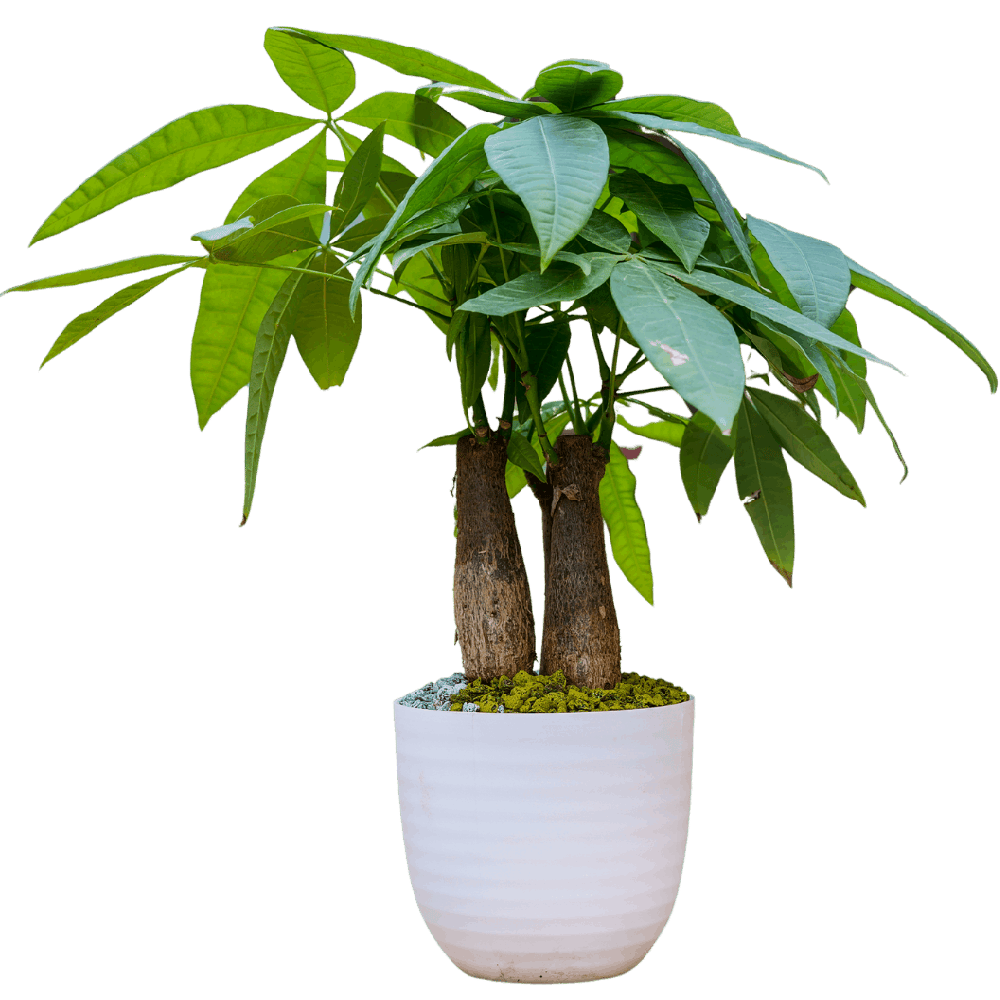 Birthright || Pachira || Plant