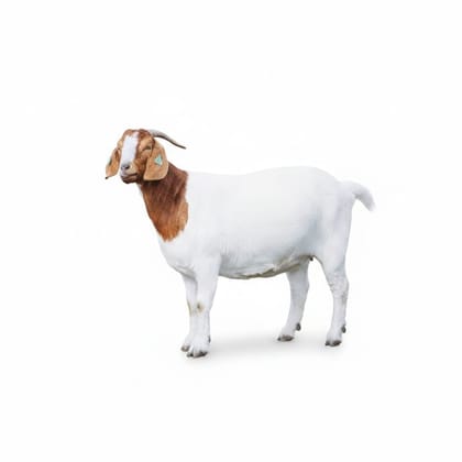 Live Goat - 10 kg - One live goat