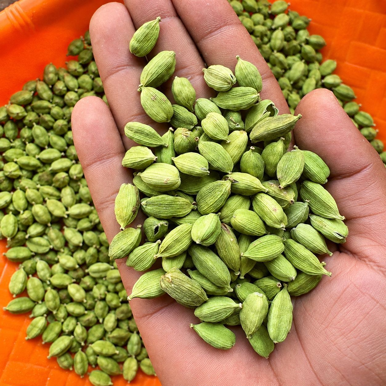 Green Cardamom 7 to 8 mm