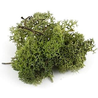 De Gardenia Preserved Reindeer Moss Natural Multicolored Moss for Crafts DIY Arts Home and Office Wall Decor  Bulk 100g to 1000g Packs (Deep Green 200g)