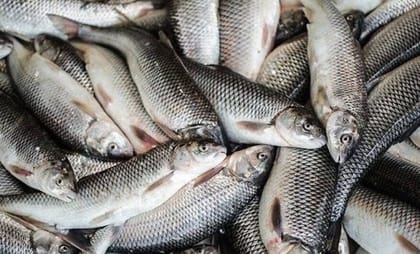 Fresh Rohu Fish - 1 kg - 1kg pack of fresh whole fish
