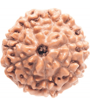 DvR ClicK - 8 Mukhi Rudraksha Bead ( Pack of 1 )
