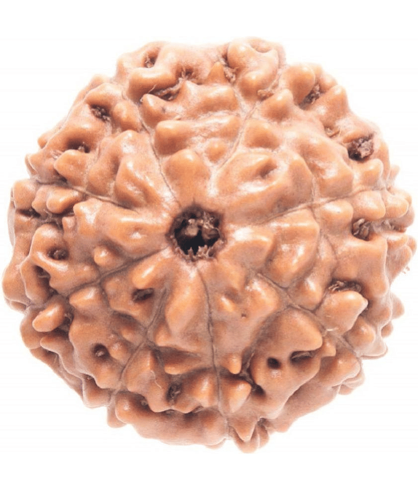 DvR ClicK - 8 Mukhi Rudraksha Bead ( Pack of 1 )