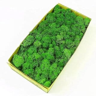 De Gardenia Preserved Reindeer Moss Natural Multicolored Moss for Crafts DIY Arts Home and Office Wall Decor  Bulk 100g to 1000g Packs (Dark Green 100g)