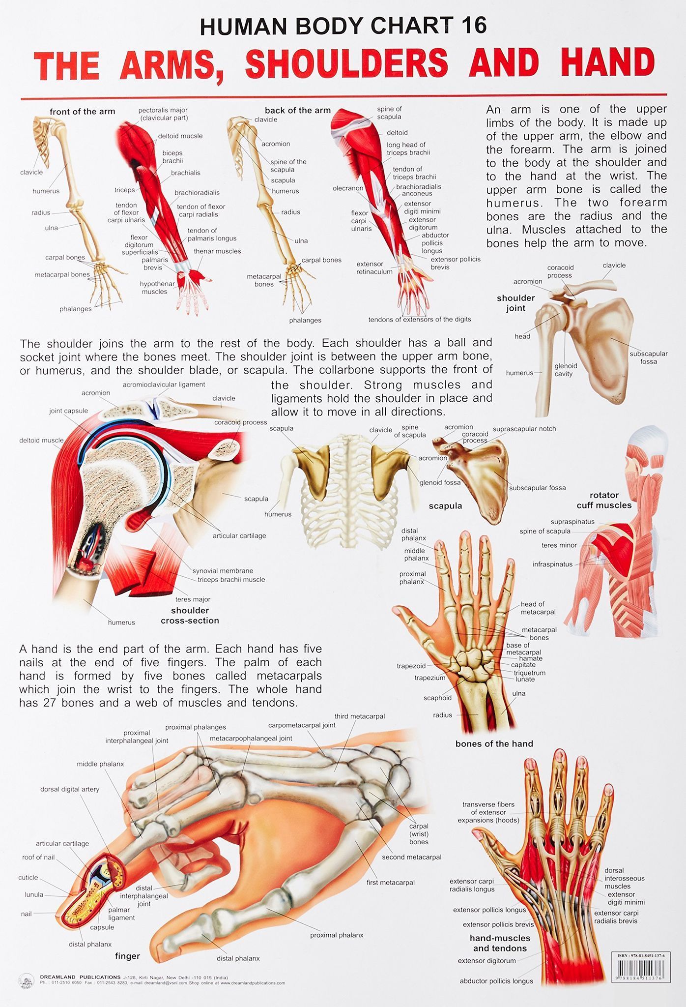 The Shoulders, Arms & Hand (English, Paperbac [Poster] Dreamland Publications