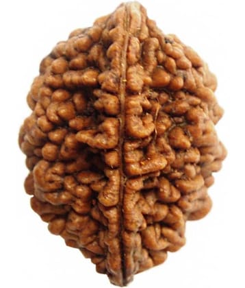 Rudham Rudraksh 2 Mukhi