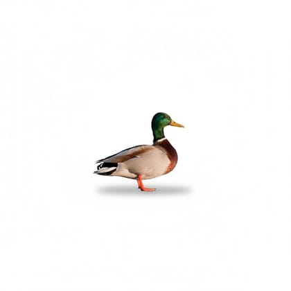 Whole Duck - 1 kg - One whole duck