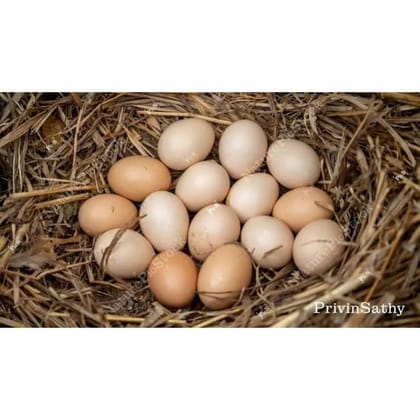 Farm Fresh Eggs - 600 gm - One dozen eggs