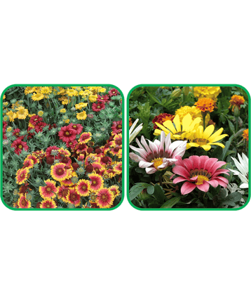 Aero Seeds Gazania Mix Color (50 Seeds) And Gaillardia Aristata Mix Color (50 Seeds) Flower Seeds Pack