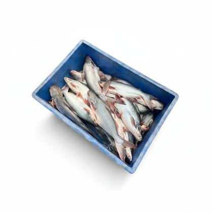 Fresh Pangasius Fish - 2 kg - One crate containing fresh fish