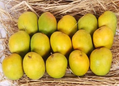 Alphonso Mango - Hapus Amba - Aam (Economic Grade)  12 PIC