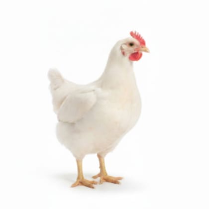 Fresh Chicken - 1 kg - One pack of fresh chicken