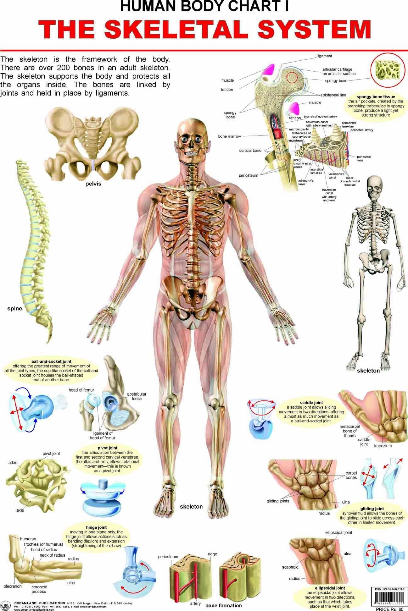 The Skeletal System Wall Chart (Human Body Chart) - Both Side Hard Laminated (Size 48 x 73 cm) [Paperback] Dreamland Publications