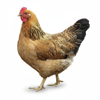 Fresh Whole Chicken - 1 kg - One whole chicken