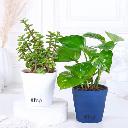 Money Jade Plant Set Money Jade Plant Set