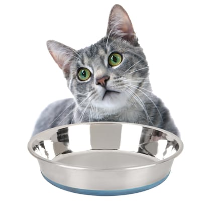 BearHugs Anti Skid Stainless Steel, Durable, Rust Proof & Safe Bowl Perfect for Dog/Cat BearHugs Anti Skid Stainless Steel, Durable, Rust Proof & Safe Bowl Perfect for Dog/Cat