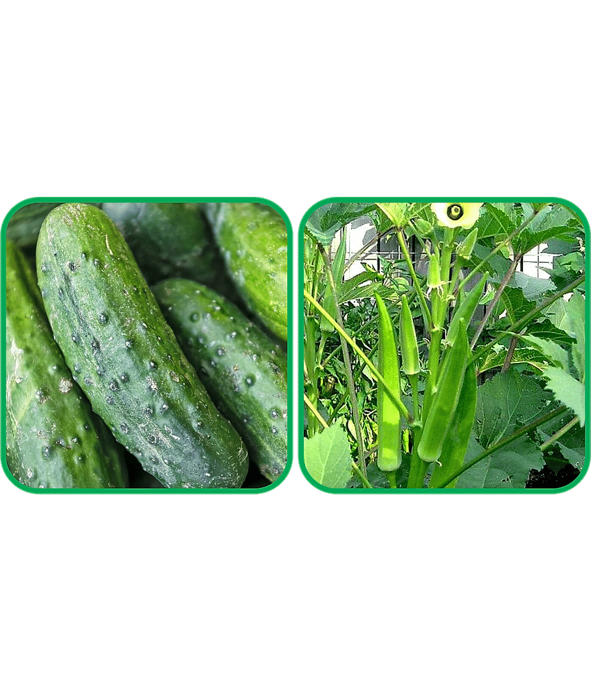 Aero Seeds Lady Finger ( 30 Seeds) And Cucumber ( 30 Seeds) Vegetable Seeds Pack