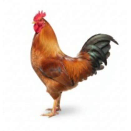 Fresh Chicken - 1 kg - One pack of fresh chicken